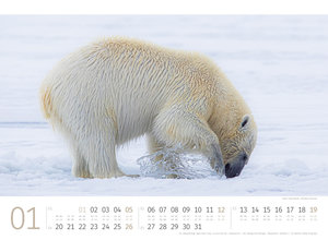 Eisbären Kalender 2025