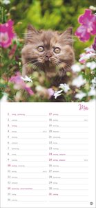 Katzen slim - Auf sanften Pfoten 2026
