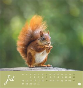 Eichhörnchen Postkartenkalender 2026