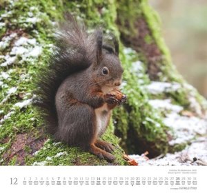 Geliebte Eichhörnchen 2025 - DUMONT Wandkalender - mit den wichtigsten Feiertagen - Format 38,0 x 35,5 cm