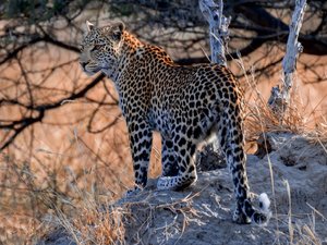 CALVENDO Puzzle Junge Leopardin am frühen Morgen, Moremi Game Reserve 1000 Teile Puzzle quer