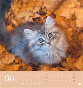 Katzen Postkartenkalender Kleine Tiger 2026