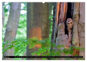 Strix aluco ... der Waldkauz (hochwertiger Premium Wandkalender 2024 DIN A2 quer), Kunstdruck in Hochglanz