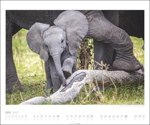 Elefanten Kalender 2024. Die sanften Riesen Afrikas, porträtiert in einem großen Wand-Kalender. Hochwertiger Fotokalender voll beeindruckender Aufnahmen. 55x46 cm Querformat