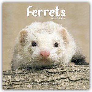 Ferrets - Frettchen 2024 - 16-Monatskalender