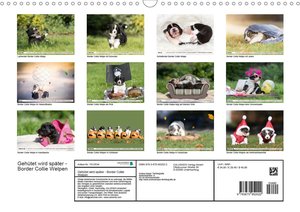 Gehütet wird später - Border Collie Welpen