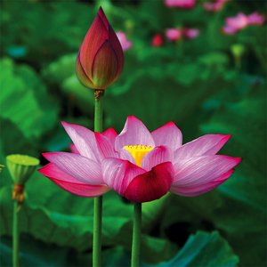 Lotus Feng Shui 2023