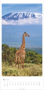 Giraffen Kalender 2026