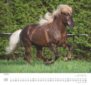 Geliebte Pferde 2025 – DUMONT-Wandkalender – Pferdefotografie von Christiane Slawik Format – 38,0 x 35,5 cm