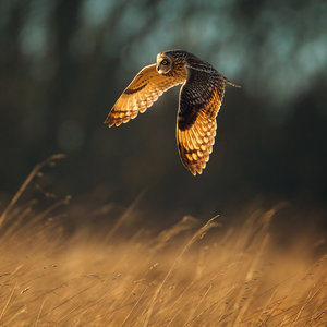 Magic Owls  2022