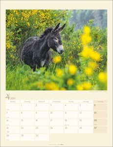 Esel Kalender 2025