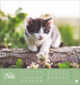 Katzen Postkartenkalender Kleine Tiger 2026