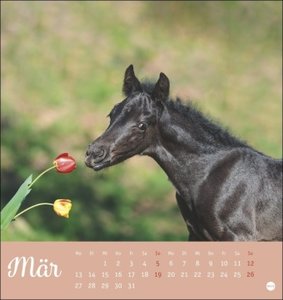 Kuschelfohlen Postkartenkalender 2023. Ein kleiner Kalender voll unbeholfener Fohlen zum Dahinschmelzen. Postkarten-Tischkalender, der die Herzen von Pferde-Freunden höher schlagen lässt.