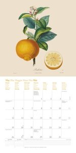 Fruits 2025 - Broschürenkalender - mit historischen Abbildungen alter Obstsorten von Pierre Antoine Poiteau - Format 30 x 30 cm