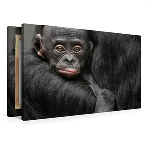Premium Textil-Leinwand 75 cm x 50 cm quer Bonobo XOLA