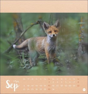 Trunov: Märchenhaftes Waldleben Postkartenkalender 2024. Der Tierfotograf fängt den Zauber der Waldtiere in seinen atemberaubenden Bildern ein. Süßer Tierkalender 2024.