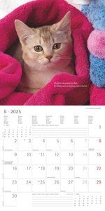 Samtpfötchen 2025 - Broschürenkalender 30x30 cm (30x60 geöffnet) - Kalender mit Platz für Notizen - inkl. herausnehmbarem Poster - Bildkalender