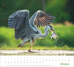 times&more Heimische Tiere Bildkalender 2026