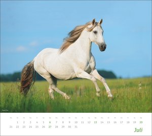 times&more Pferde Bildkalender 2025