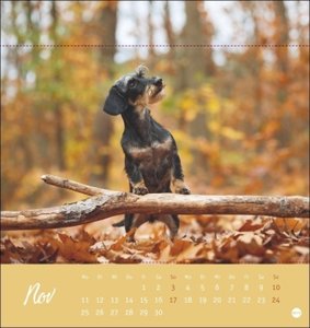 Dackel Postkartenkalender 2024. Monats-Tischkalender zum Aufstellen oder Aufhängen mit herzigen Dackelfotos. Kleiner Kalender mit Postkarten zum Verschicken oder Sammeln.
