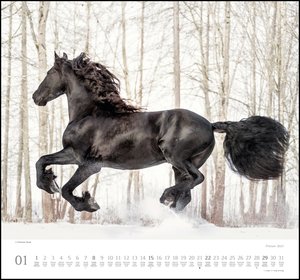 Friesen 2023 – Edle Pferde – Fotografiert von Christiane Slawik – DUMONT-Wandkalender – Format 38,0 x 35,5 cm