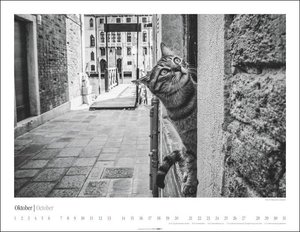 Venedig und die Katzen Kalender 2024. Samtpfoten in der Lagunenstadt, eingefangen in einem großen Wandkalender in schwarz-weiß. Hochwertiger Fotokalender im Großformat für Katzenliebhaber.