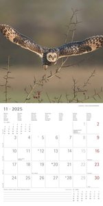 Eulen 2025 - Broschürenkalender 30x30 cm (30x60 geöffnet) - Kalender mit Platz für Notizen - Owls - Bildkalender - Wandplaner - Eulenkalender