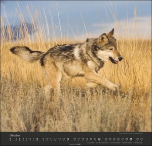 Wölfe. Tierkalender 2023 mit Wolf-Fotos vom bekannten Fotografenpaar Jean-Louis Klein und Marie-Luce Hubert. Foto-Wandkalender mit eindrucksvollen Wolf-Aufnahmen. 48x46cm