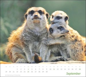 times&more Erdmännchen Bildkalender 2022