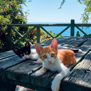 Greek Island Cats 2023