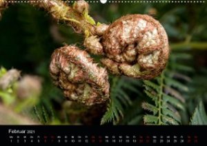 Farne - Filigrane Schönheiten (Wandkalender 2021 DIN A2 quer)