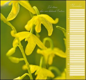 Orchideen 2023 - DUMONT Wandkalender - mit den wichtigsten Feiertagen - Format 38,0 x 35,5 cm