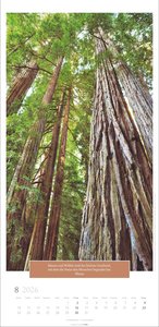 Wunderwelt der Bäume Kalender 2026