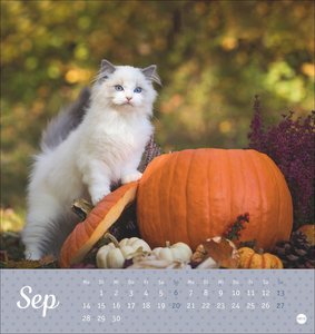Katzen Postkartenkalender Kleine Tiger 2026