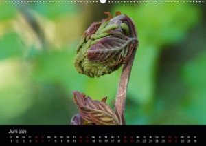 Farne - Filigrane Schönheiten (Wandkalender 2021 DIN A2 quer)