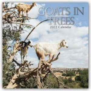 Goats in Trees - Ziegen auf Bäumen 2022 - 16-Monatskalender