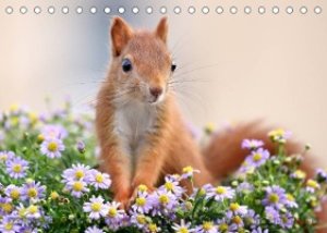 Eichhörnchen Momentaufnahmen fürs Herz (Tischkalender 2023 DIN A5 quer)