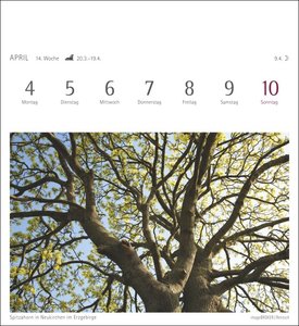 Bäume Kalender 2022