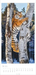 Big Cats Kalender 2026