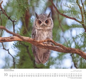 Geliebte Eulen 2024 - DUMONT Wandkalender - mit den wichtigsten Feiertagen - Format 38,0 x 35,5 cm