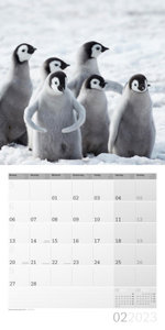 Pinguine Kalender 2023 - 30x30