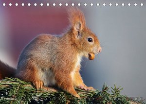 Eichhörnchen Momentaufnahmen fürs Herz (Tischkalender 2023 DIN A5 quer)