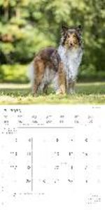 Hunde 2023 - Broschürenkalender 30x30 cm (30x60 geöffnet) - Kalender mit Platz für Notizen - Dogs - Bildkalender - Wandkalender - Hundekalender