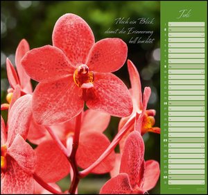 Orchideen 2023 - DUMONT Wandkalender - mit den wichtigsten Feiertagen - Format 38,0 x 35,5 cm
