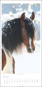 Pferde. Wandkalender 2024 länglich - großer Wandkalender mit beeindruckenden Fotos der bekannten Pferdefotografin Sabine Stuewer. Kalender XL für Pferdeliebhaber. 33x68 cm