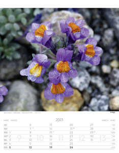 Alpenblumen Kalender 2023