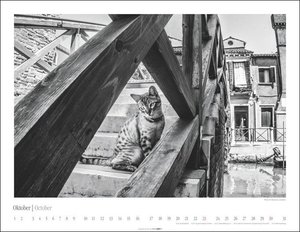 Venedig und die Katzen Kalender 2022