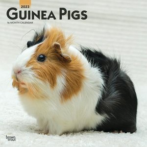 Guinea Pigs 2023 Square