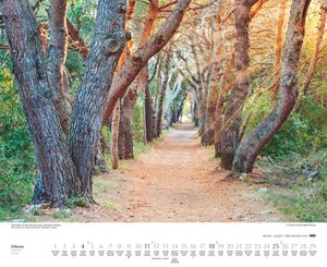 Bäume – Alleen 2024 – Wandkalender 52 x 42,5 cm – Spiralbindung