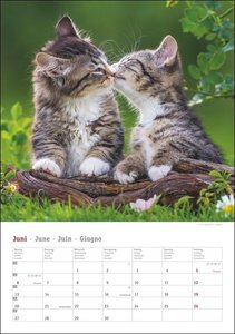 Katzen Kalender 2022